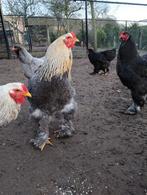 BRAHMA ZALM HANEN TE KOOP, Dieren en Toebehoren, Pluimvee, Mannelijk, Kip