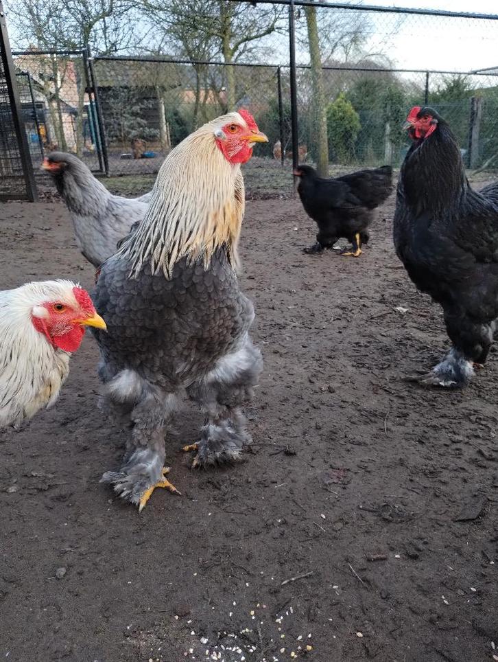 BRAHMA ZALM HANEN TE KOOP, Dieren en Toebehoren, Pluimvee, Kip, Mannelijk