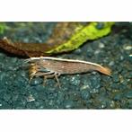 Hobbyaquarium Atyopsis Moluccensis – Aziatische Waaierhand, Dieren en Toebehoren, Vissen | Aquariumvissen, Kreeft, Krab of Garnaal