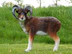 Beeld Ram - 65 cm - Polystone, Ophalen of Verzenden, Kunststof, Dierenbeeld