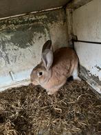 Konijnen te koop, Dieren en Toebehoren