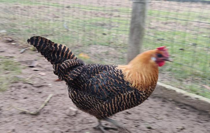 Raszuivere geringd Goudbrakel hen, Dieren en Toebehoren, Pluimvee, Kip, Vrouwelijk