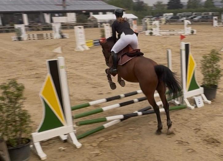 Springruiters aangeboden, Dieren en Toebehoren, Paarden, Zadelmak