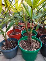 Winterharde palmbomen trachycarpus fortunei, Tuin en Terras, Ophalen