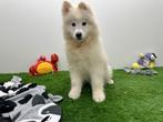Samojeed pup, België, Keeshond, Reu, 8 tot 15 weken