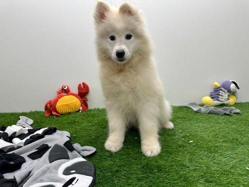 Samojeed pup, Dieren en Toebehoren, Honden | Poolhonden, Keeshonden en Oertypen, Reu, Keeshond, Fokker | Professioneel, Eén hond
