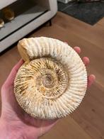 Ammoniet Madagaskar - 0.8kg, Ophalen, Fossiel