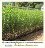 Forse planten GROENE HAAG LIGUSTER, o.a 80/100 CM : 1,4o€/st, Tuin en Terras, Ophalen, Liguster, Haag, 100 tot 250 cm