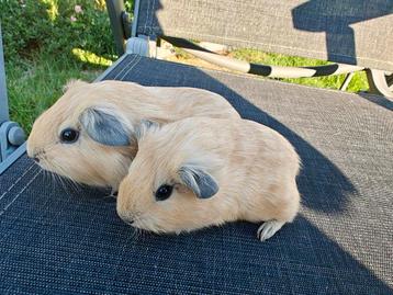 Jonge california cavia's beertjes  beschikbaar voor biedingen