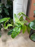Philodendron Paraiso Verde XL meerdere in pot samen, Enlèvement ou Envoi