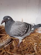 Jonge duif van 2026 !!!, Dieren en Toebehoren, Postduif