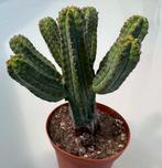 Euphorbia Tubiglans, Huis en Inrichting, Kamerplanten, Minder dan 100 cm, Verzenden, Vetplant