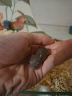 5 russische dwerghamsters te reserveren, Dieren en Toebehoren, Knaagdieren, Hamster, Meerdere dieren, Tam, Oktober