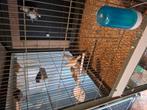 Kanaries van 2024 en 2025 25 euro stuk, Dieren en Toebehoren, Ophalen, Gebruikt, Overige typen