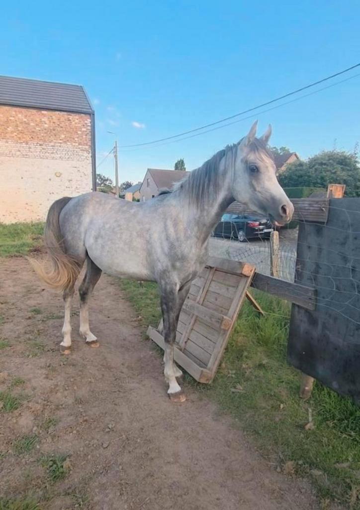 Cheval loisir, Dieren en Toebehoren, Paarden, Hengst, Met stamboom, Gechipt, Ontwormd, Ingeënt