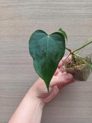 Anthurium crystallinum x magnificum  beschikbaar voor biedingen