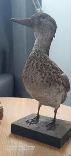 Taxidermie opgezet schattig eendje!!!, Comme neuf, Animal empaillé, Enlèvement ou Envoi, Oiseaux