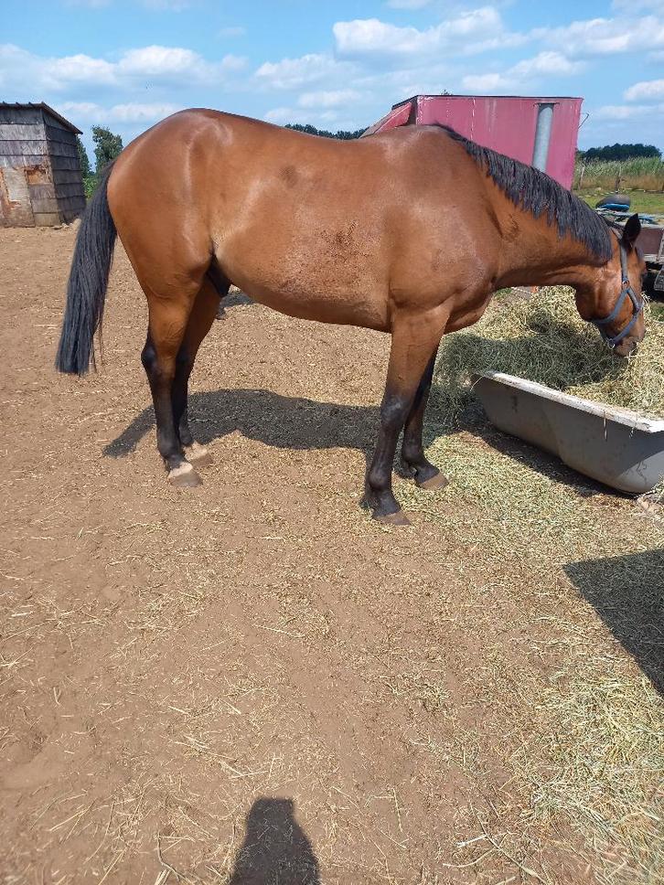 Draversruin, Dieren en Toebehoren, Paarden, Ruin, Niet van toepassing, 160 tot 165 cm
