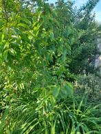 Kerselaar: stekken van 0,5 m tot 3m, Tuin en Terras, Planten | Bomen, Ophalen of Verzenden, Lente
