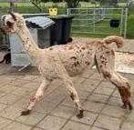 Appaloosa alpaca merrie (2016), Mai, Femelle