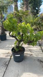 Prachtige druivelaars!, Tuin en Terras, Ophalen