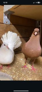 Kweek koppel, Dieren en Toebehoren, Pluimvee, Meerdere dieren, Overige soorten