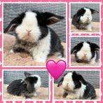 Hele lieve & knappe jonge Dwerg hangoor konijntjes, Dieren en Toebehoren, Meerdere dieren, Dwerg, Hangoor, 0 tot 2 jaar