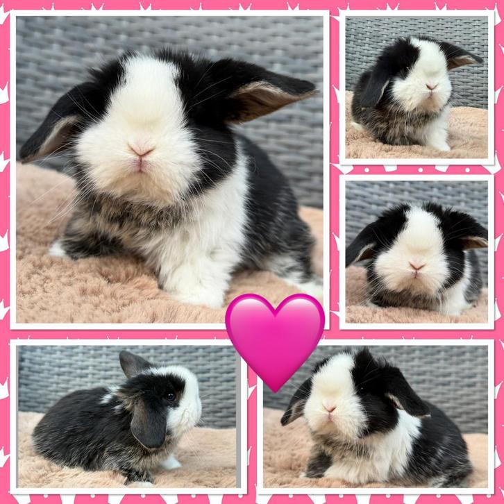 Hele lieve & knappe jonge Dwerg hangoor konijntjes, Dieren en Toebehoren, Konijnen, Dwerg, Meerdere dieren, 0 tot 2 jaar, Hangoor