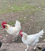 Hanen, Dieren en Toebehoren