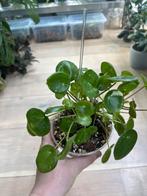 Peperomia Peperomioides Pannenkoekenplant Variegata, Huis en Inrichting, Kamerplanten, Ophalen of Verzenden