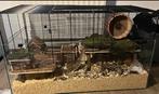 russische dwerghamsters + hamsterkooi, Dieren en Toebehoren, Knaagdieren, Meerdere dieren, Hamster, Tam