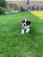 Sint bernard pups, Animaux & Accessoires, Chiens | Huskys, Loulous & Types primitifs, Parvovirose, Autres races, 8 à 15 semaines