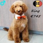 King, Koningspoedel pup (reu) Belgisch, Dieren en Toebehoren, Honden | Chihuahua's en Gezelschapshonden, Poedel, Parvo, België