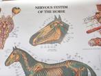 Poster nervous system horse (Anatomie diergeneeskunde), Ophalen of Verzenden