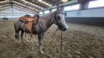 4 jarige quarter ruin, Dieren en Toebehoren, Paarden, Minder dan 160 cm, Gechipt, Ruin, Zadelmak