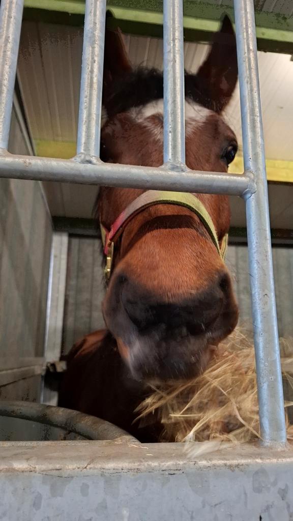 Paardjes gezocht om te verzorgen, Dieren en Toebehoren, Paarden en Pony's | Dekhengsten en Fokmerries