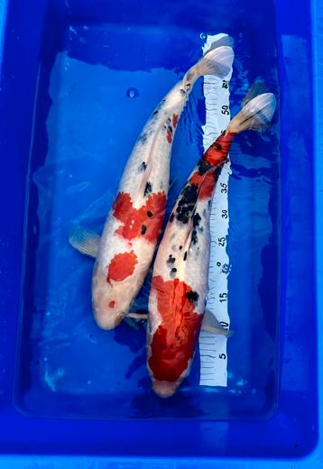 💥spotprijs💥 9 koi tussen 50 en 65cm beschikbaar voor biedingen