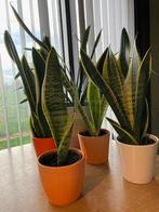 4 x sanseveria's in sierpot, Enlèvement