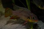 Benitochromis riomuniensis 'Bidou' wild, Dieren en Toebehoren, Vis, Zoetwatervis