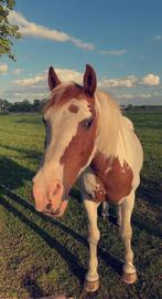 Braaf recreatiepaard, Dieren en Toebehoren, Paarden, Ruin, Recreatiepaard