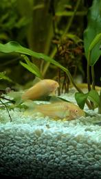 Vissen - aquarium - corydora, Dieren en Toebehoren, Ophalen, Nieuw, Overige typen