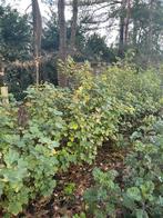 Aalbesstruiken (rode bes), Tuin en Terras, Planten | Struiken en Hagen, Ophalen, Overige soorten, Struik, 100 tot 250 cm