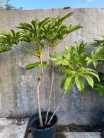 Fatcia japonica, Tuin en Terras, Planten | Tuinplanten, Ophalen