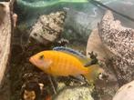 Malawi ciclide te ruil, Dieren en Toebehoren, Vissen | Aquariumvissen, Vis, Zoetwatervis