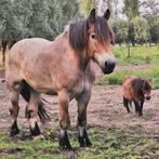 6-jarige ruin trekpaard zoekt nieuwe thuis, 175 cm ou plus, Hongre, Débourré, Vermifugé