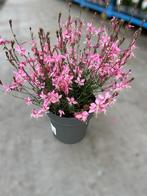 Gaura Pink potmaat 21cm, Tuin en Terras, Planten | Tuinplanten, Ophalen, Zomer, Vaste plant, Volle zon
