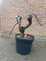 Bonsai meidoorn Wit Deze plant heeft doorns, Tuin en Terras, Ophalen of Verzenden