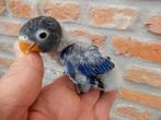 dwergpapegaaitjes (Agapornis Personata) voor handopfok, Dieren en Toebehoren, Vogels | Parkieten en Papegaaien, Geringd