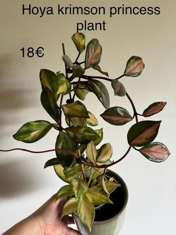 Moederplant Hoya krimson princess