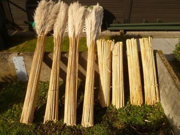 Pampasgras 200 stuks op lengte 140cm beschikbaar voor biedingen